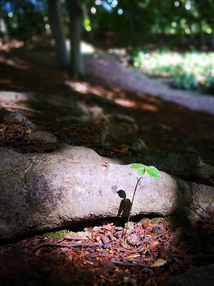 Foto di un bosco con l'ombra di un bambino